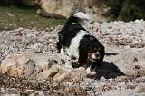 CAVALIER KING CHARLES 556